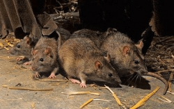 Deratyzacja- sposób pozbycia się szczura wędrownego